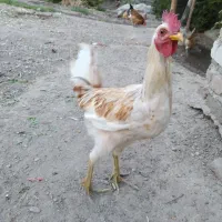خروس|حیوانات مزرعه|اصفهان, بوستان ناژوان|دیوار
