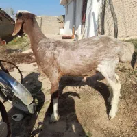 یک عدد تقلی تخمی  درجه یک چینی|حیوانات مزرعه|دوزین, |دیوار