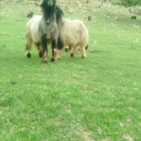 گوسفند کشتی