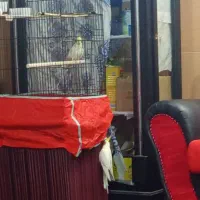 عروس هلندی لوتینا|پرنده|یزد, |دیوار