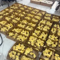 جوجه پرورشی با وزن گیری بالا