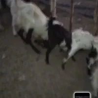 فروش گوسفند|حیوانات مزرعه|جناح, |دیوار