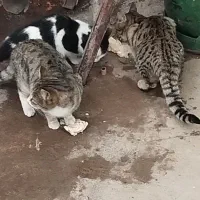 گربه خانگی|گربه|قره پشتلو, |دیوار