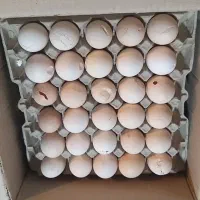 تخم مرغ محلی نوک خورده