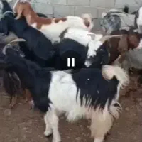 25راس بز داشتی قیروکارزین