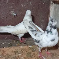 کبوتر|پرنده|شاندرمن, |دیوار