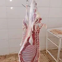 بره نر قربانی