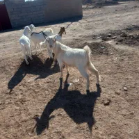 یک عدد کره نر سانا