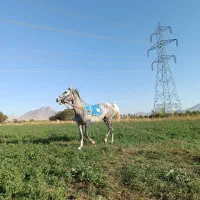 نریمان 2/5ساله