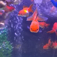 انواع نژادها گلدفیش رنچو بوفالو بلک