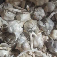 سیر‌تازه‌‌وسفید‌امسال|خوردنی و آشامیدنی|زرین دشت (همدان), |دیوار