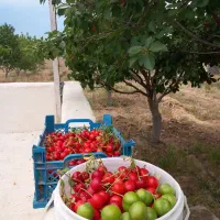 باغ میوه بارده