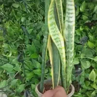 سانسوریا پابلند 65