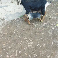 بز جوان|حیوانات مزرعه|بلبان آباد, |دیوار