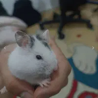 همستر|موش و خرگوش|محمدیه-قزوین, |دیوار