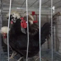 تخم مرغ لهستانی|حیوانات مزرعه|مشهد, توس (بلوار توس)|دیوار