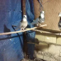 کبوتر طوقی|پرنده|محمدشهر, کوی بهار|دیوار