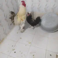 مرغ خروس۴تومان