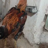 تخم لاری