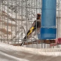 سره|پرنده|مبارکه, |دیوار