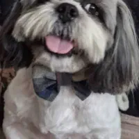 چیکو و لی لی نیازمند سرپرست دلسوز واگذاری رایگان