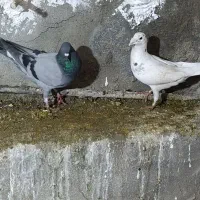 کبوتر پلاکی