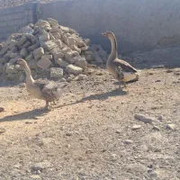 قوغاز|حیوانات مزرعه|زابل, |دیوار