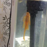 لجنخار|ماهی|نظرآباد, مسکن مهر نظرآباد|دیوار