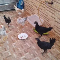 فروش مرغ و خروس خونگی