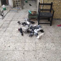 کبوتر|پرنده|خرمشهر, |دیوار