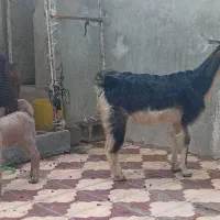 بز های کهره دار|حیوانات مزرعه|برازجان, |دیوار