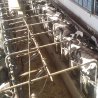 استخدام نیرو گاوداری