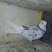 ۳ عددکبوتر|پرنده|ماهدشت, |دیوار