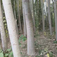 چوب کبوده مرغوب|خدمات باغبانی و درختکاری|لاران, |دیوار