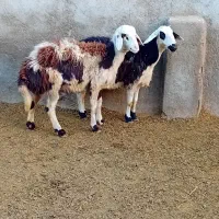 دوتا شیشک و دوتا بره ماده پلنگی|حیوانات مزرعه|بروجرد, |دیوار