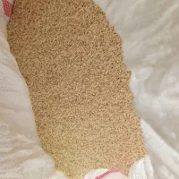 چای و برنج شمال