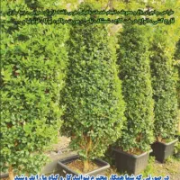 نهال میوه همجوره مرکبات|گل و گیاه طبیعی|سیاهکل, |دیوار