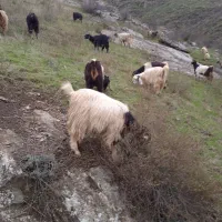 ۵۰ عدد بزغاله نرماده|حیوانات مزرعه|اهر, |دیوار