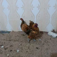 فروش مرغ و خروس مینیاتوری ضیاءآباد
