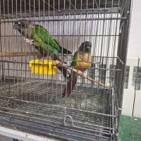 پرنده طوطی گرینجیک|پرنده|کاشان, فاز ۲ ناجی آباد|دیوار