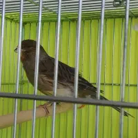 قناری فروشی