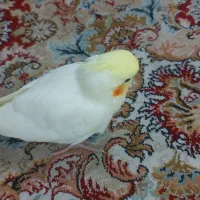 جوجه عروس هلندی دستی