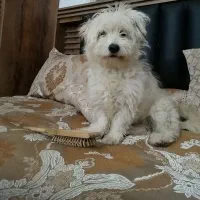 سگ شیتزو سفید