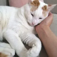 واگذاری رایگان گربه dsh نر و ماده یکساله|گربه|اندیشه, اندیشه فاز ۱|دیوار