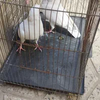 پلاکی|پرنده|ملایر, |دیوار