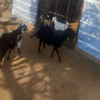 یک عدد بره ماده با بزغاله ماده