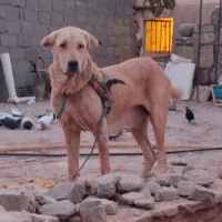 سگ ماده پژدر سگ پژدر