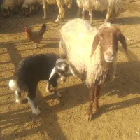 ۹عدد میه سه تاش زایمان کرده|حیوانات مزرعه|ثلاث باباجانی, |دیوار