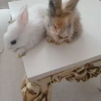 خرگوش سه ماهه