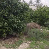 باغچه ۲هزار متری در  خیراباد کرونی روبروی پمپ گاز|فروش دفتر صنعتی، کشاورزی، تجاری|کازرون, |دیوار